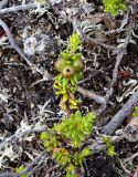 Empetrum hermaphroditum