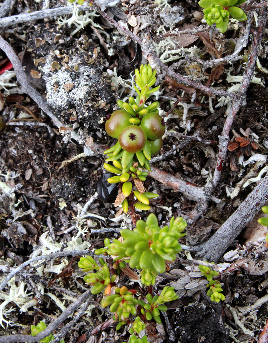 Изображение особи Empetrum hermaphroditum.