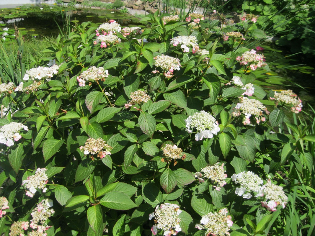 Image of Hydrangea macrophylla ssp. serrata specimen.