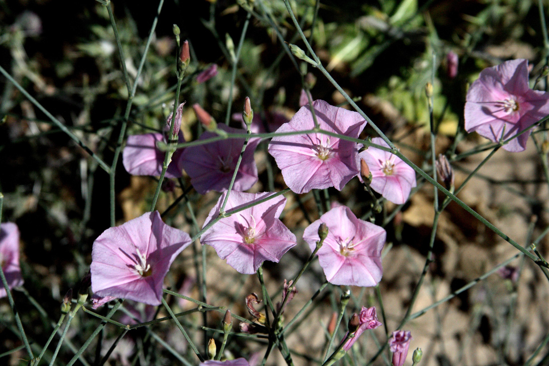 Изображение особи Convolvulus subhirsutus.