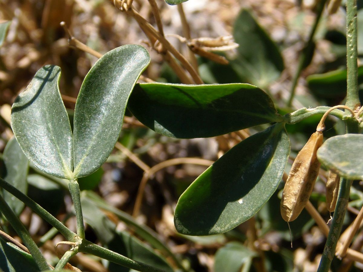 Image of Zygophyllum fabago specimen.