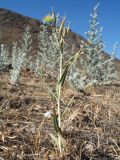 Lactuca serriola. Цветущее растение в популяции Lachnophyllum gossypinum. Южный Казахстан, Сырдарьинский Каратау, сев. подножье гор Улькунбурултау, ≈ 700 м н.у.м. 22 августа 2017 г.