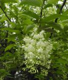 Pterostyrax hispidus