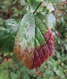 Parrotia persica