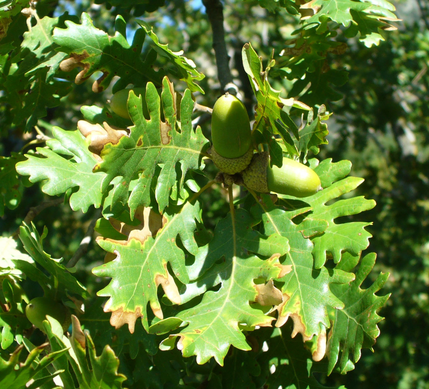 Изображение особи Quercus petraea.