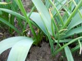 genus Muscari