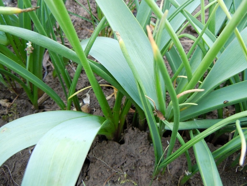 Image of genus Muscari specimen.