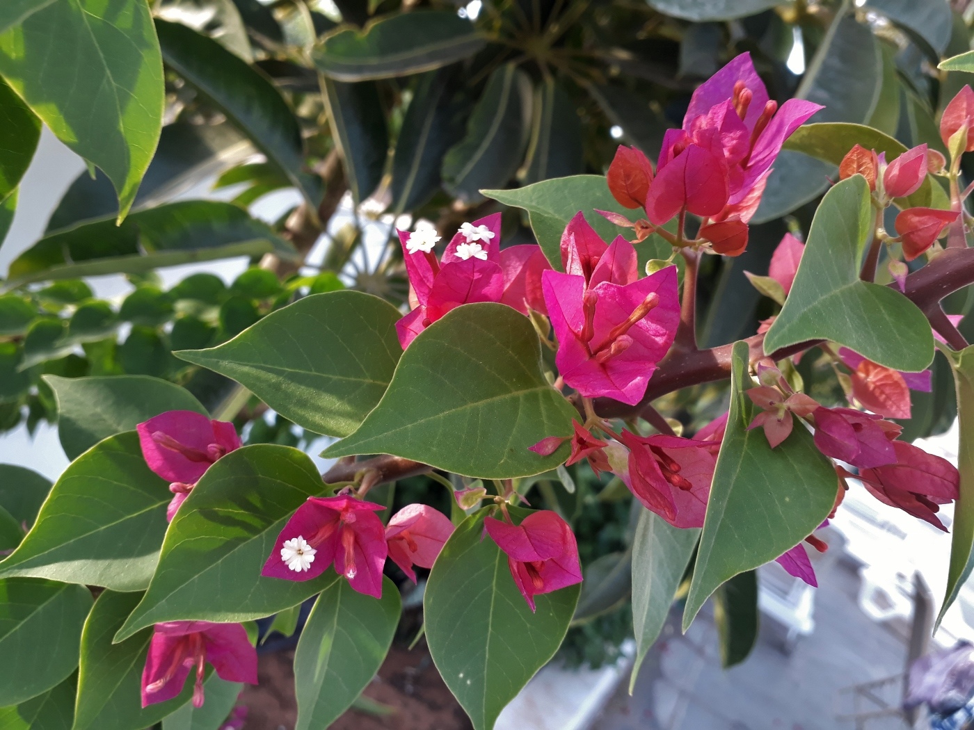 Изображение особи род Bougainvillea.