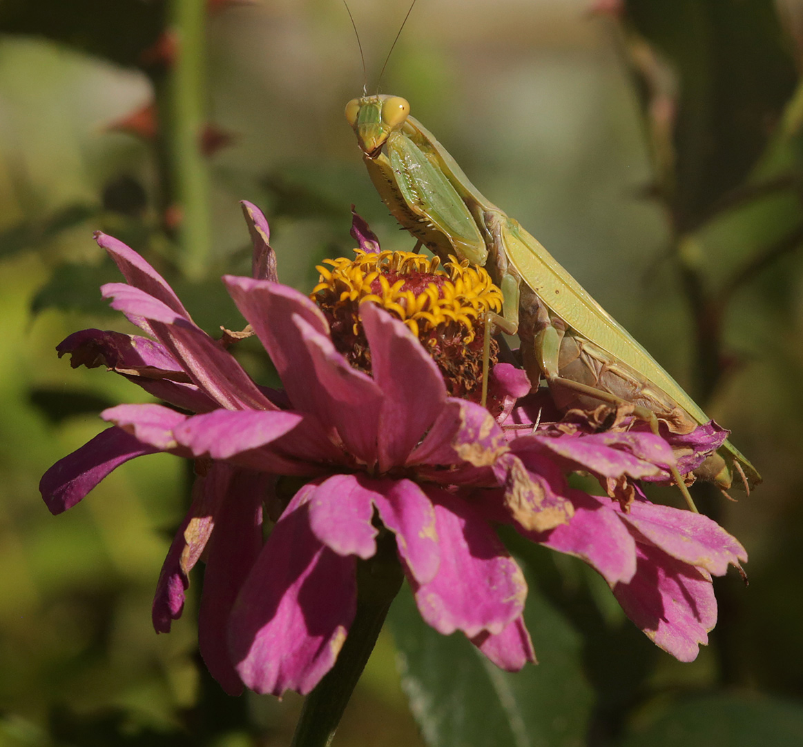 Изображение особи Zinnia elegans.