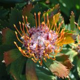 Leucospermum glabrum