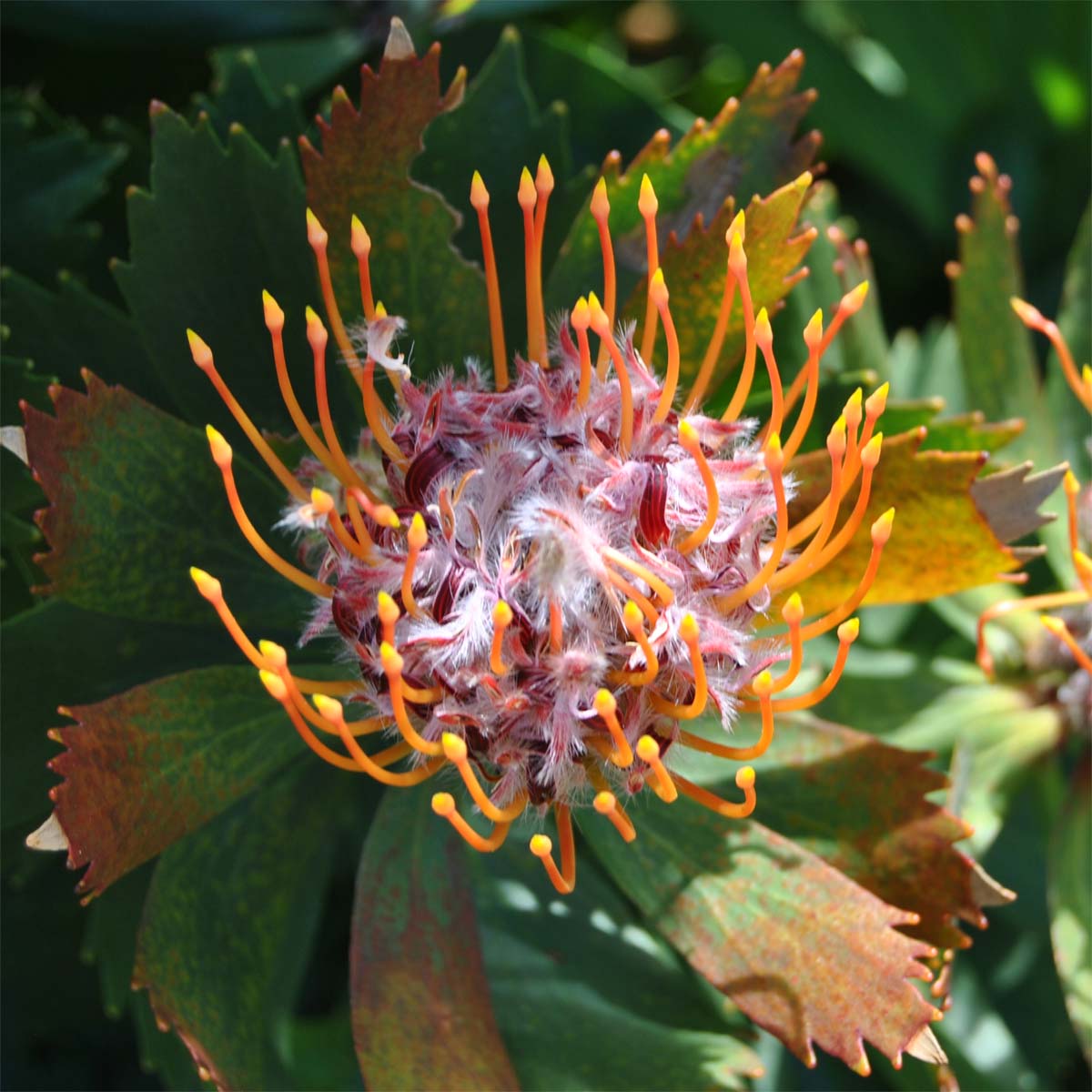 Изображение особи Leucospermum glabrum.