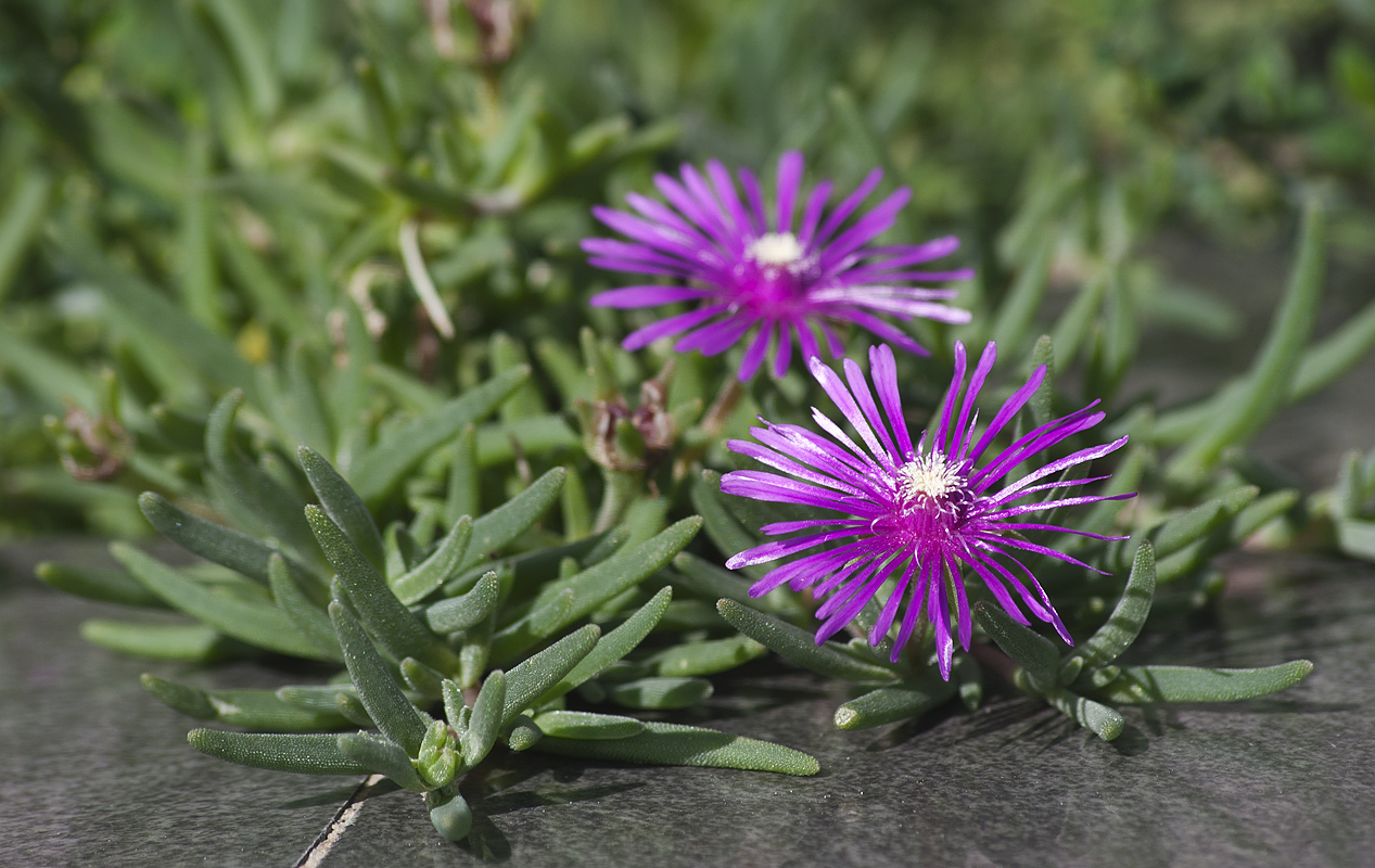 Image of Delosperma cooperi specimen.