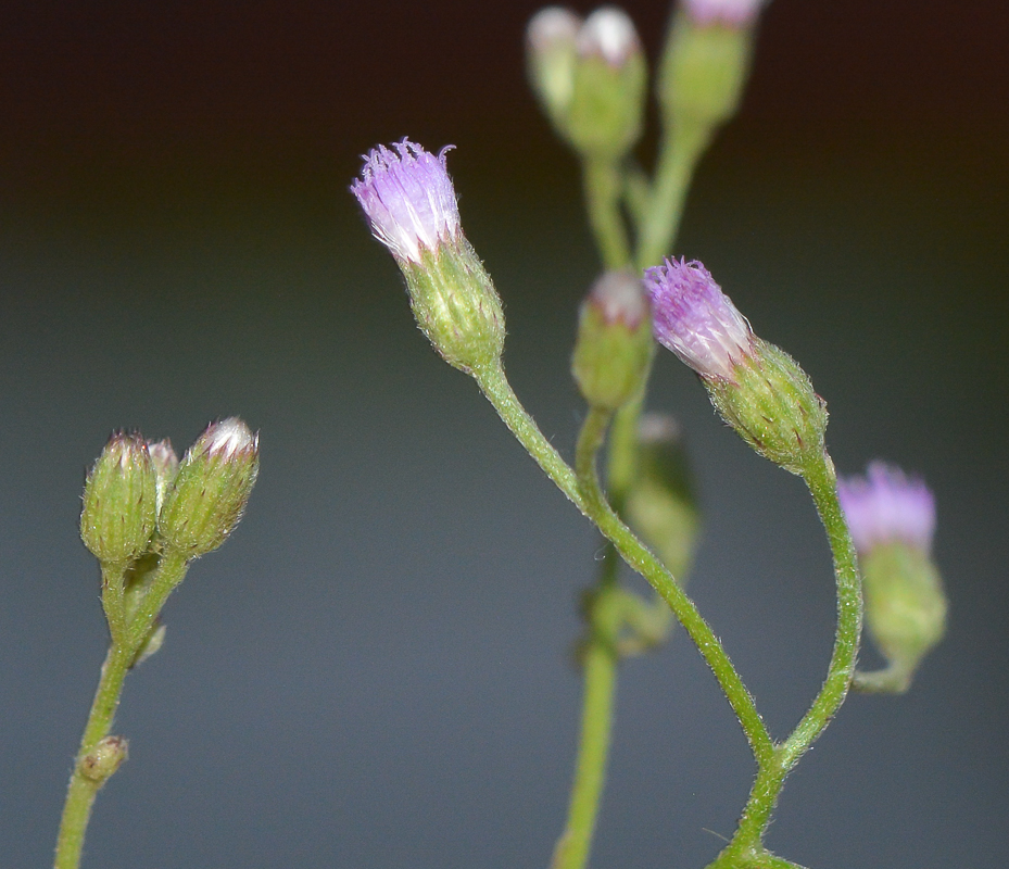 Image of Cyanthillium cinereum specimen.