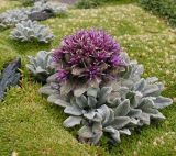 Saussurea gnaphalodes