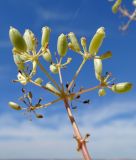 Ferula lehmannii. Верхушка побега с соплодием. Казахстан, Актюбинская обл., Байганинский р-н, 100 км ВЮВ пос. Дияр; плато Устюрт, чинк Донызтау, ур. Курусай; парнолистниково-многолетнесолянковая петрофитная пустыня на обнажении бронирующей плиты известняка по бровке чинкового склона. 19.06.2017.