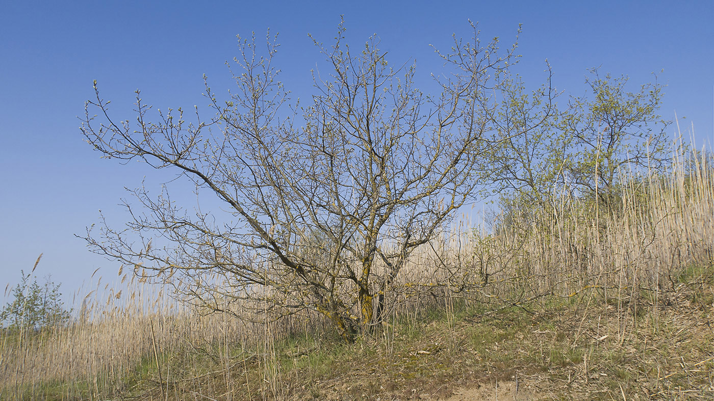 Image of Quercus robur specimen.