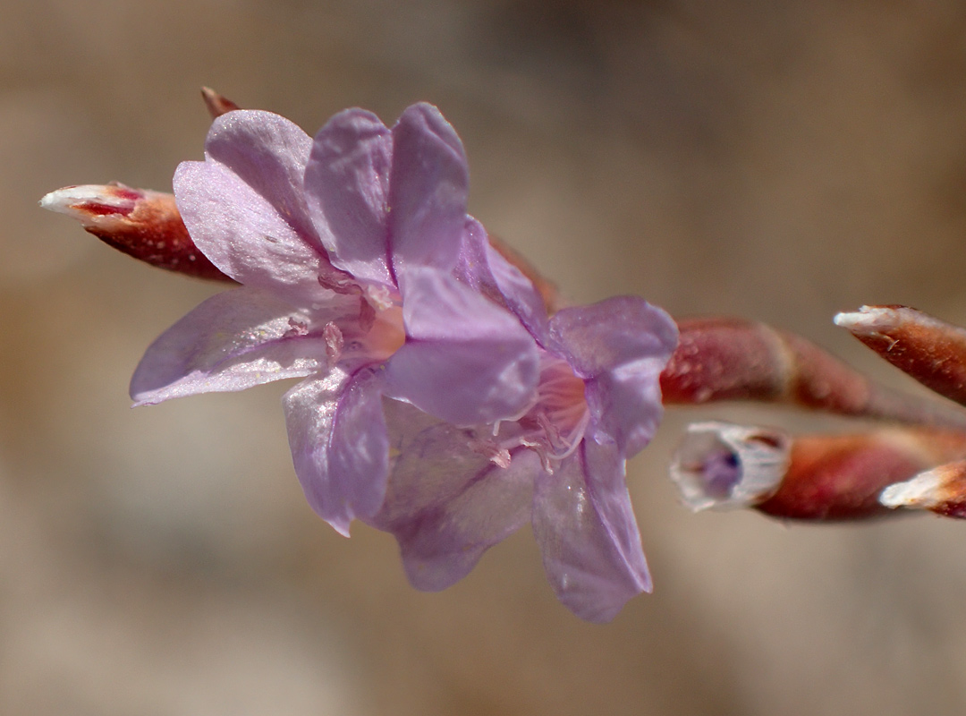 Image of Limonium virgatum specimen.