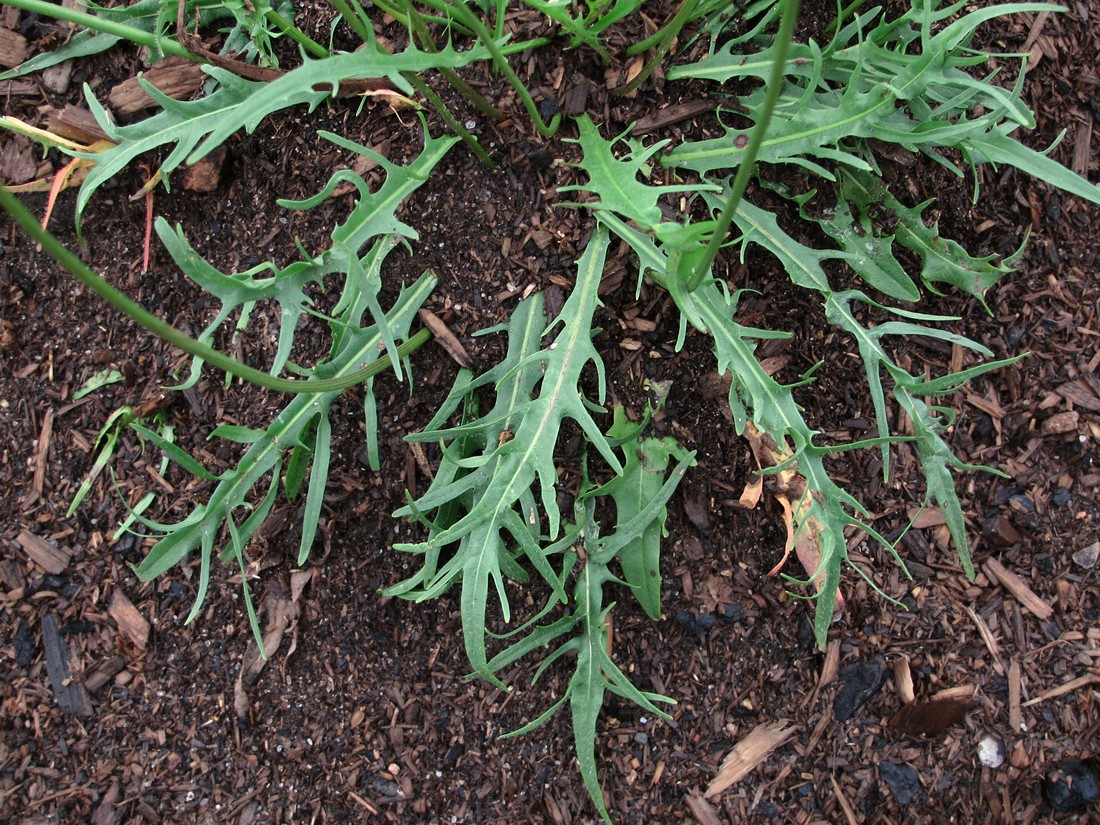 Image of Scorzoneroides autumnalis specimen.