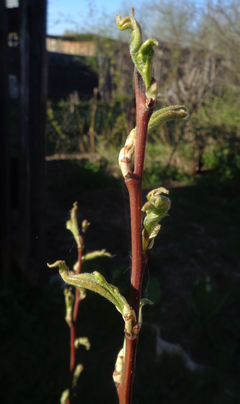 Image of Pyrus communis specimen.