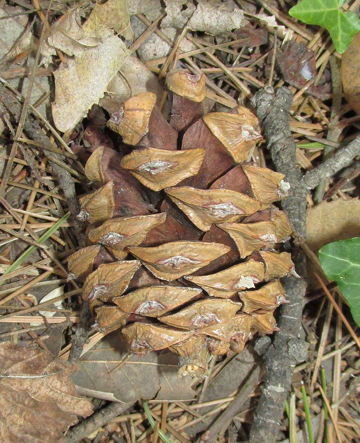 Изображение особи Pinus bungeana.