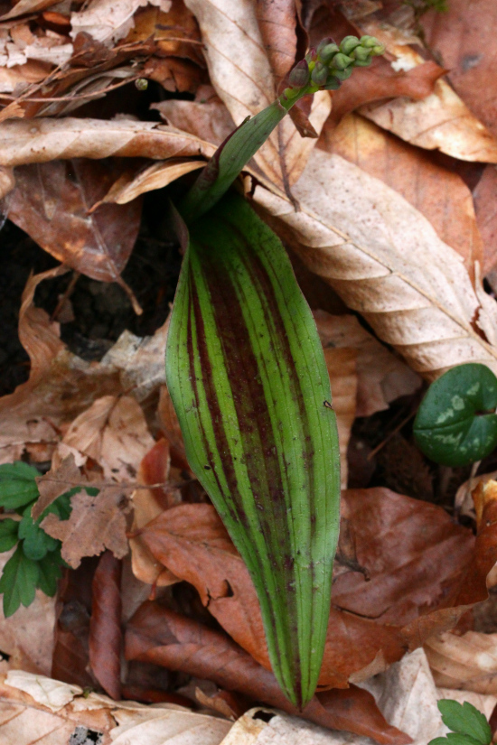 Image of Steveniella satyrioides specimen.