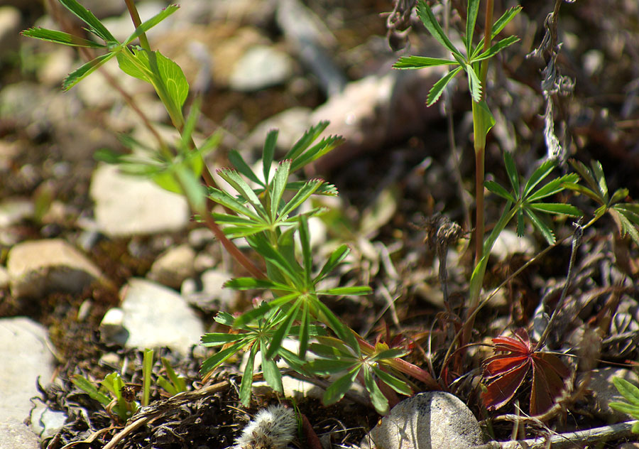 Image of Potentilla stipularis specimen.