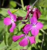 Lunaria annua