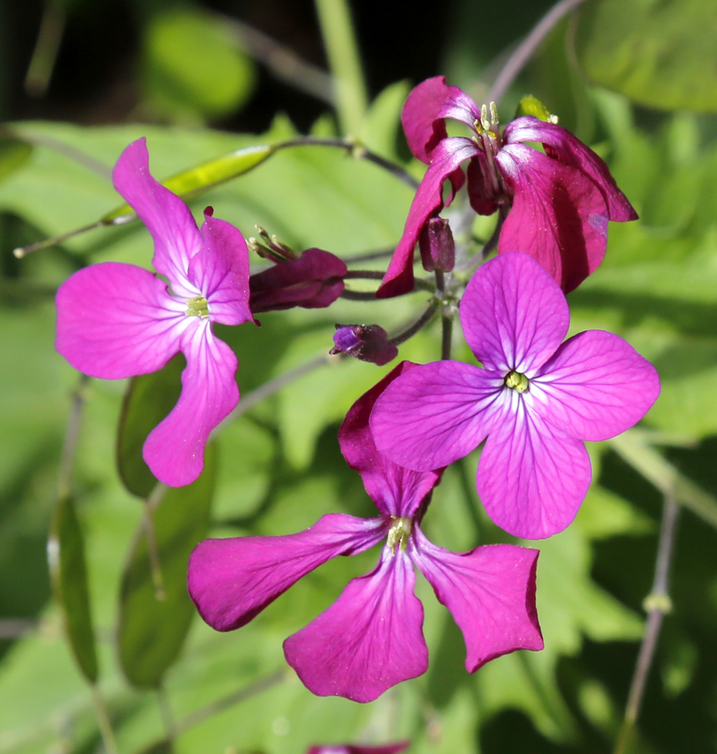 Изображение особи Lunaria annua.