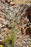 genus Stipagrostis. Плодоносящие растения. Намибия, окр. г. Китмансхуп, каменистый участок саванны. 03.05.2019.