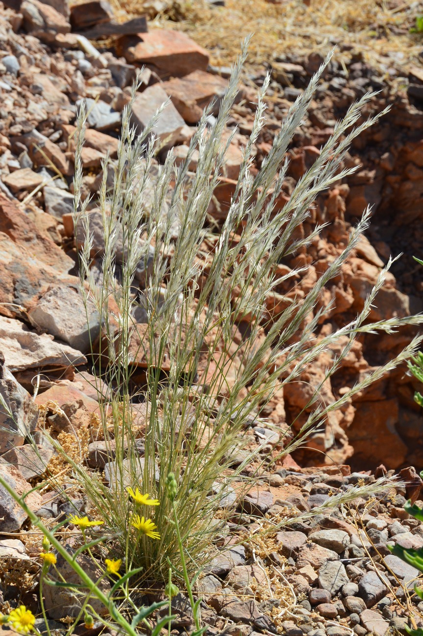 Image of genus Stipagrostis specimen.
