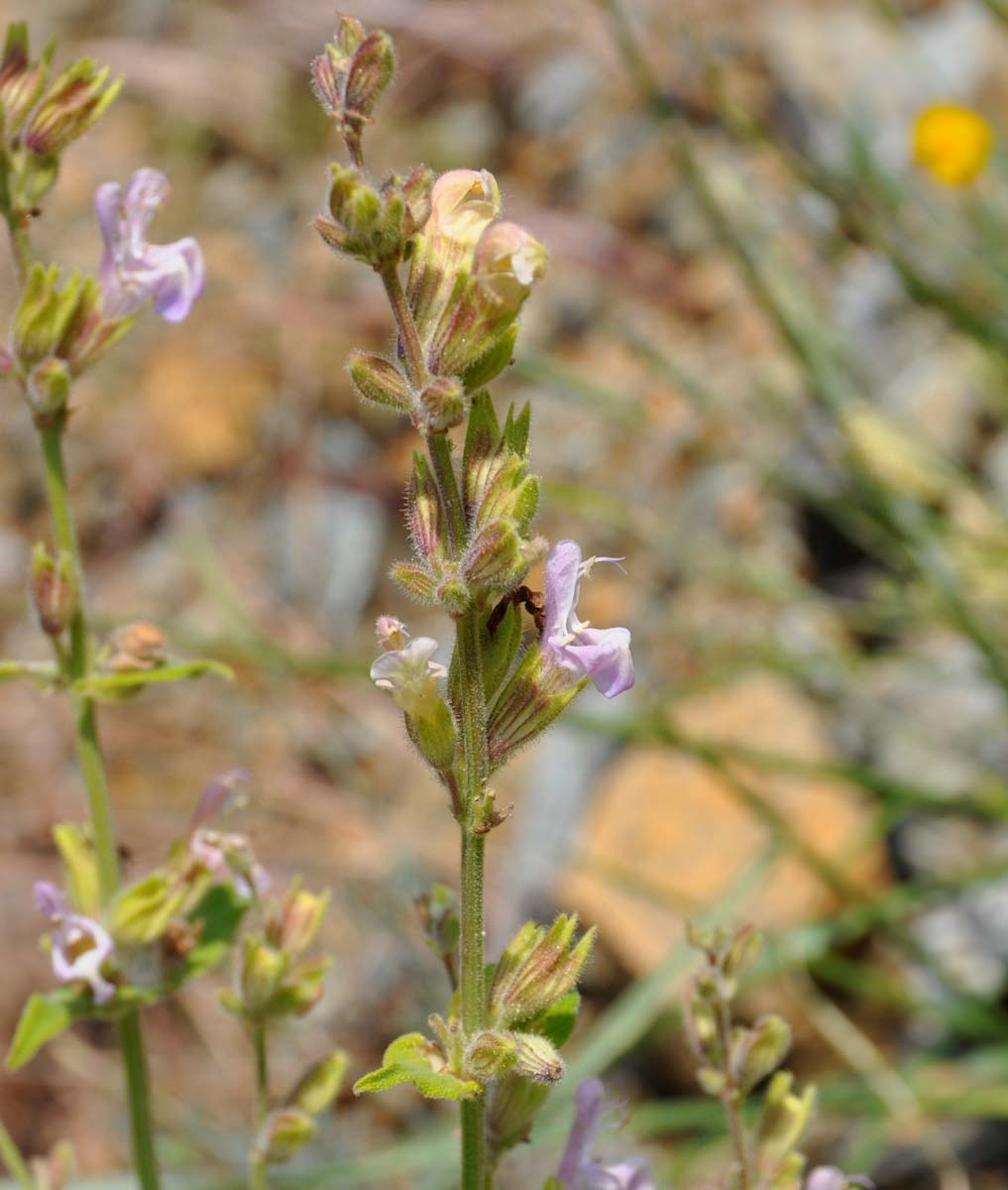 Изображение особи Salvia willeana.