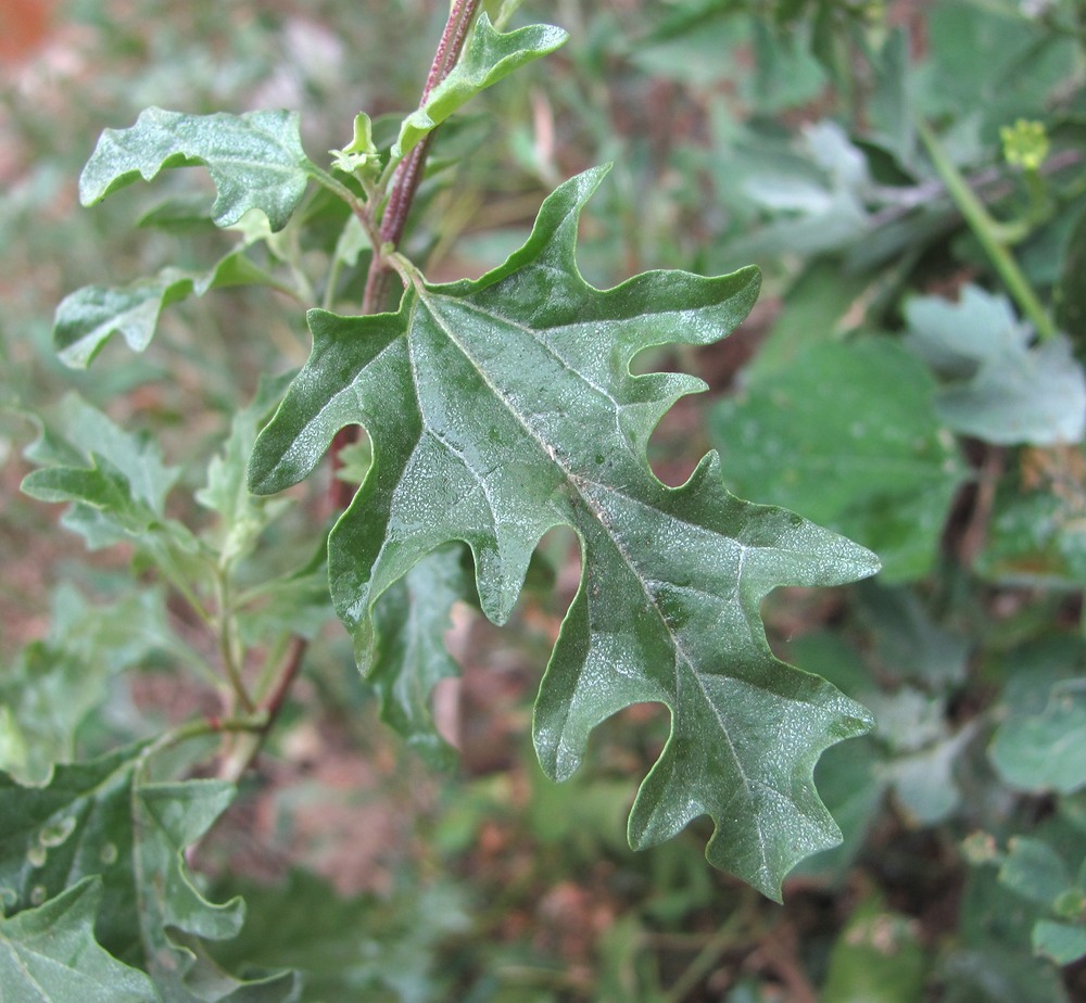 Изображение особи Atriplex tatarica.