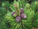 Pinus mugo