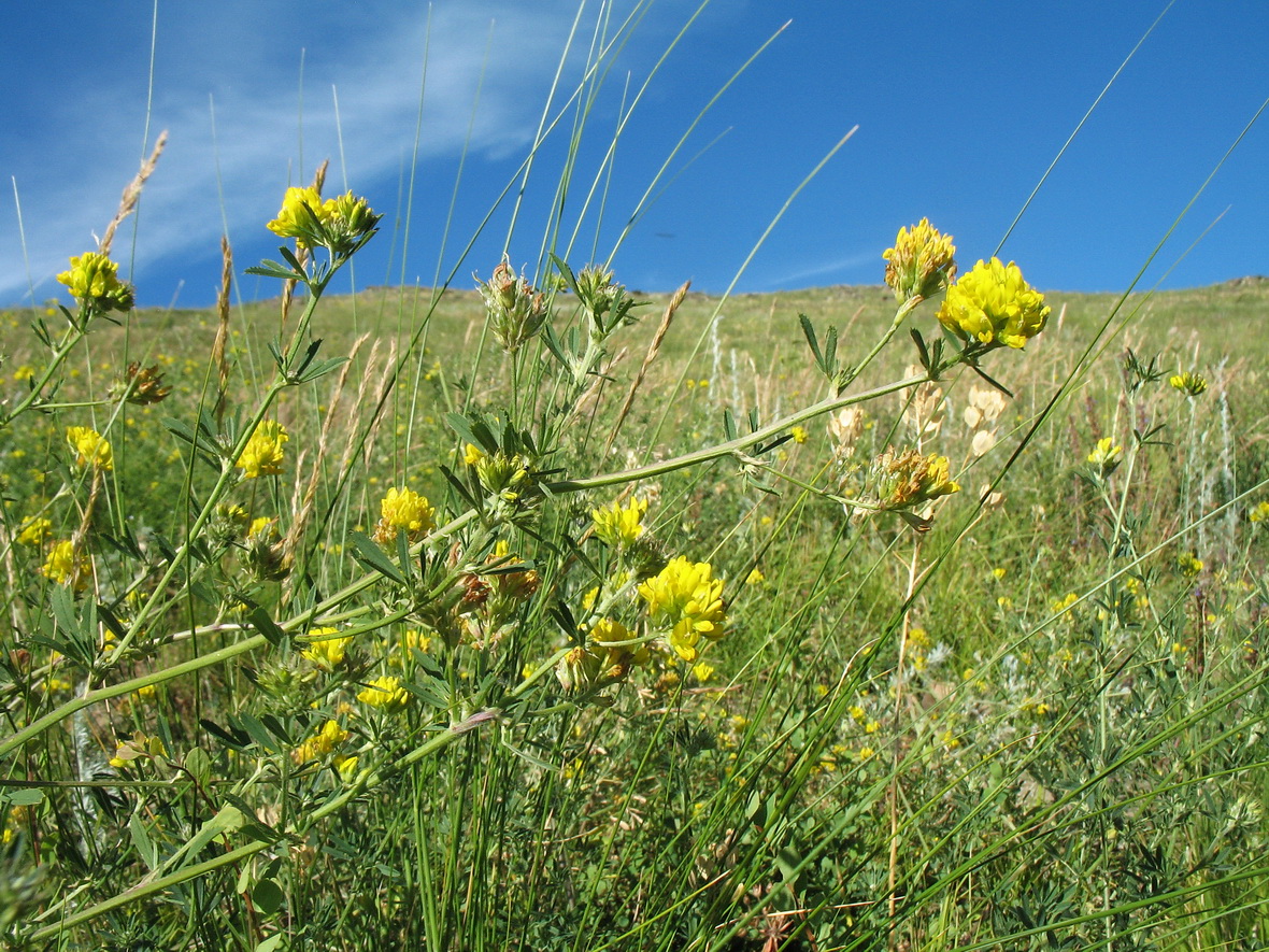 Изображение особи Medicago falcata.