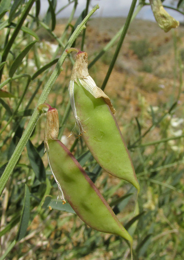 Image of Vicia costata specimen.