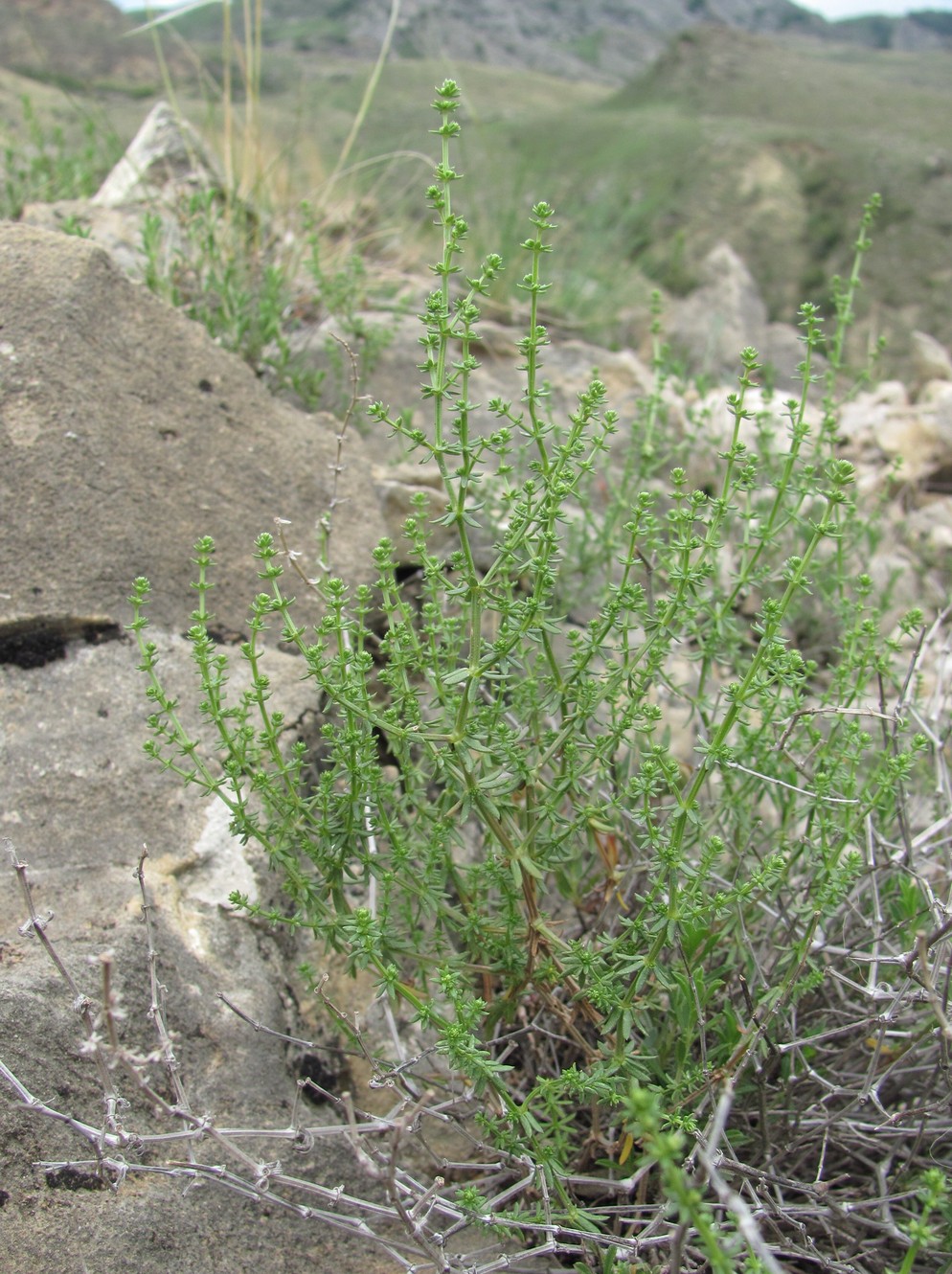 Image of genus Galium specimen.