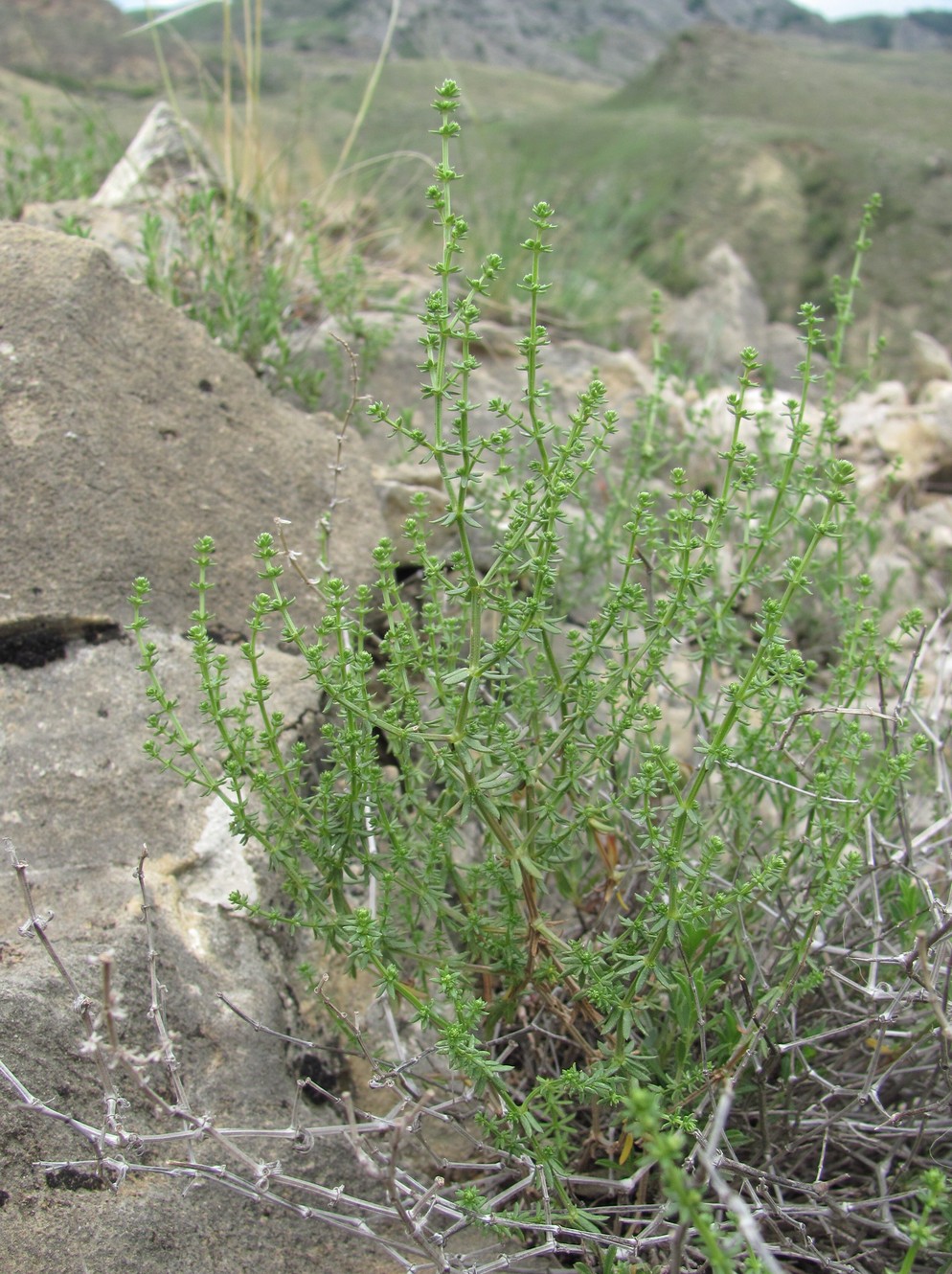 Изображение особи род Galium.