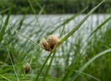 род Bolboschoenus