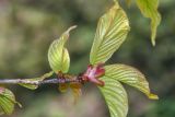Prunus campanulata
