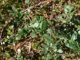 Arctostaphylos uva-ursi