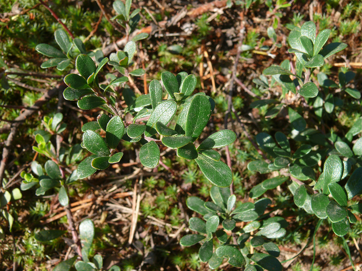 Изображение особи Arctostaphylos uva-ursi.