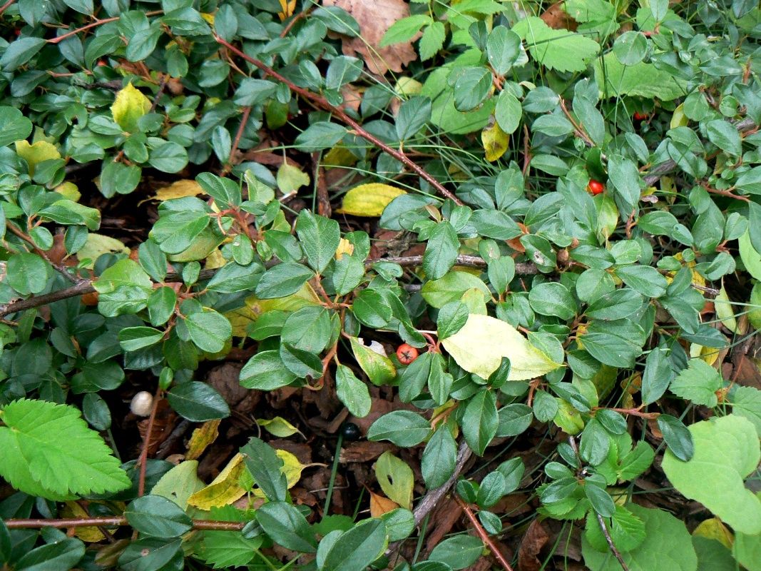 Изображение особи Cotoneaster dammeri var. radicans.