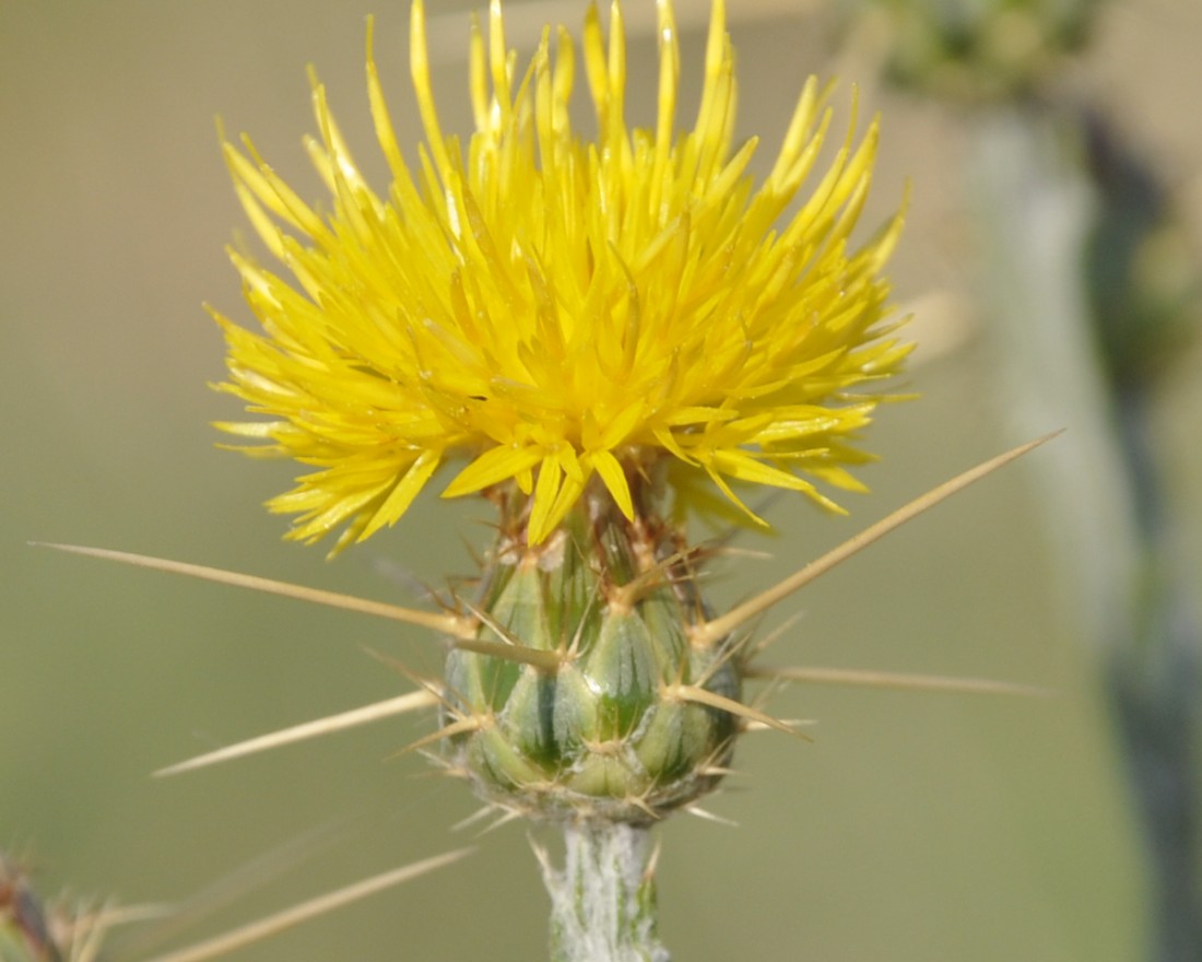 Изображение особи Centaurea solstitialis.