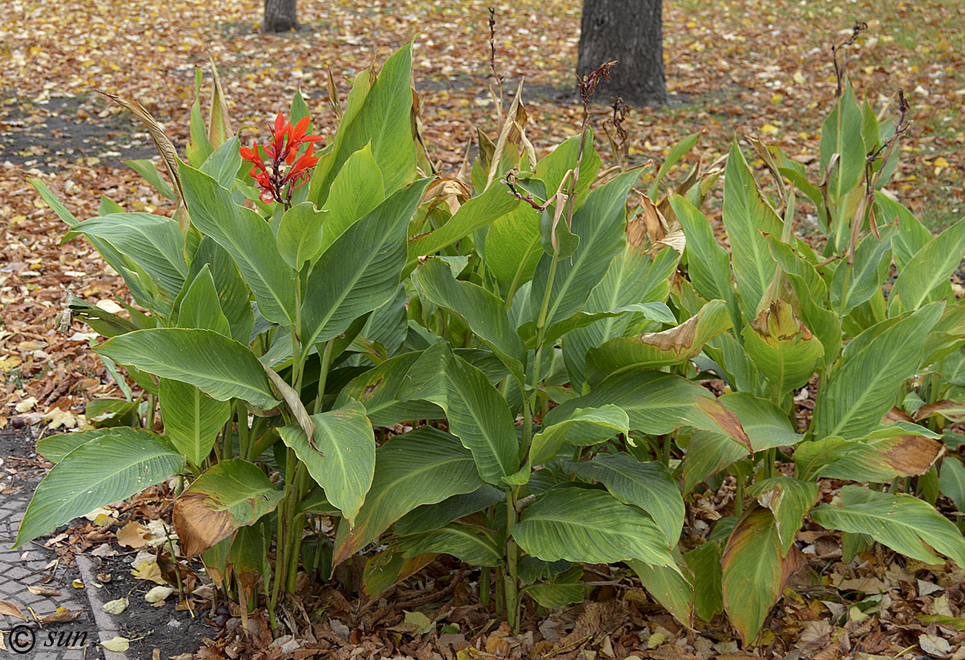 Image of Canna indica specimen.