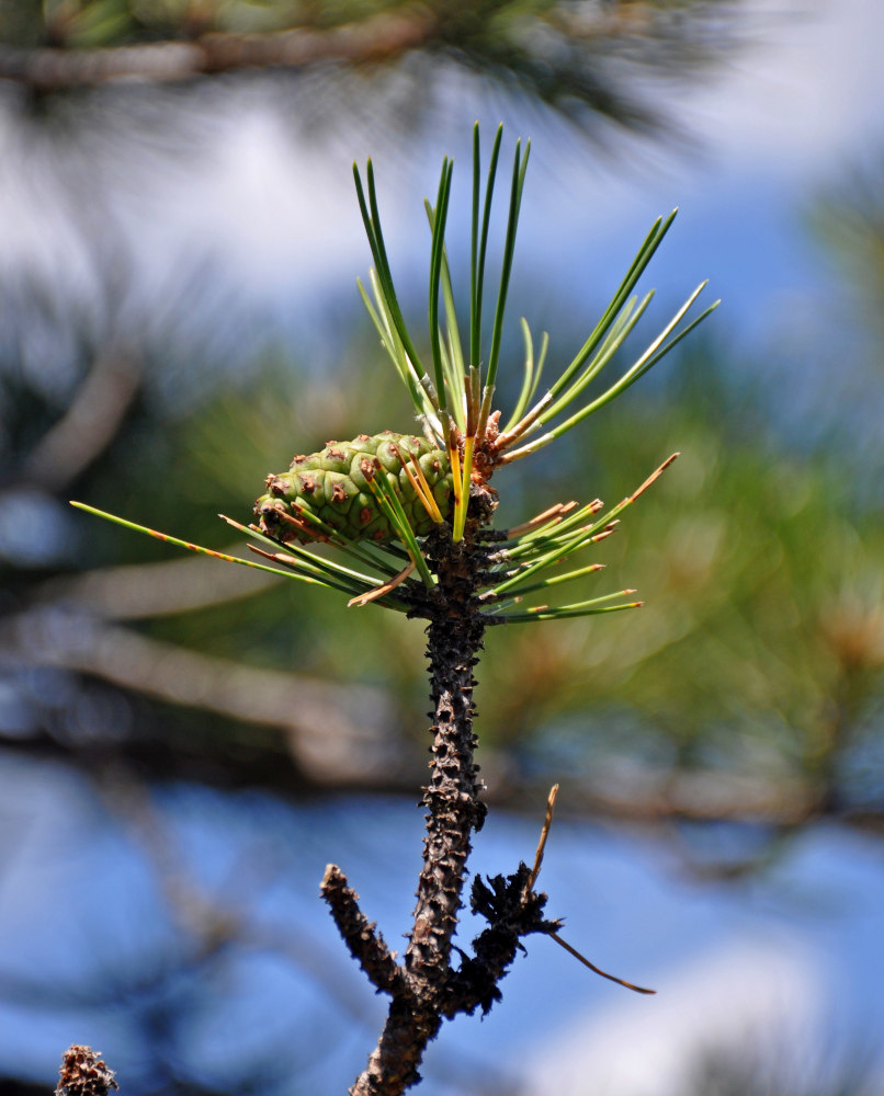 Изображение особи род Pinus.