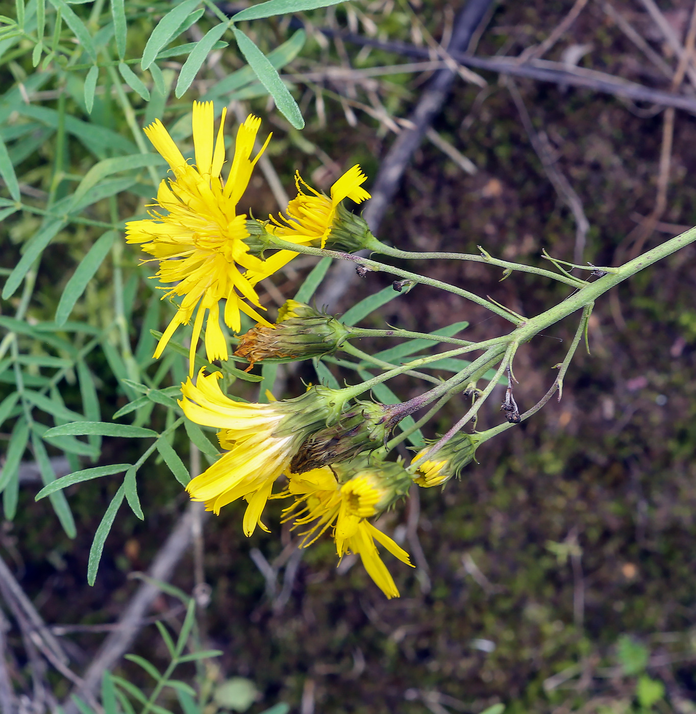 Изображение особи Hieracium umbellatum.