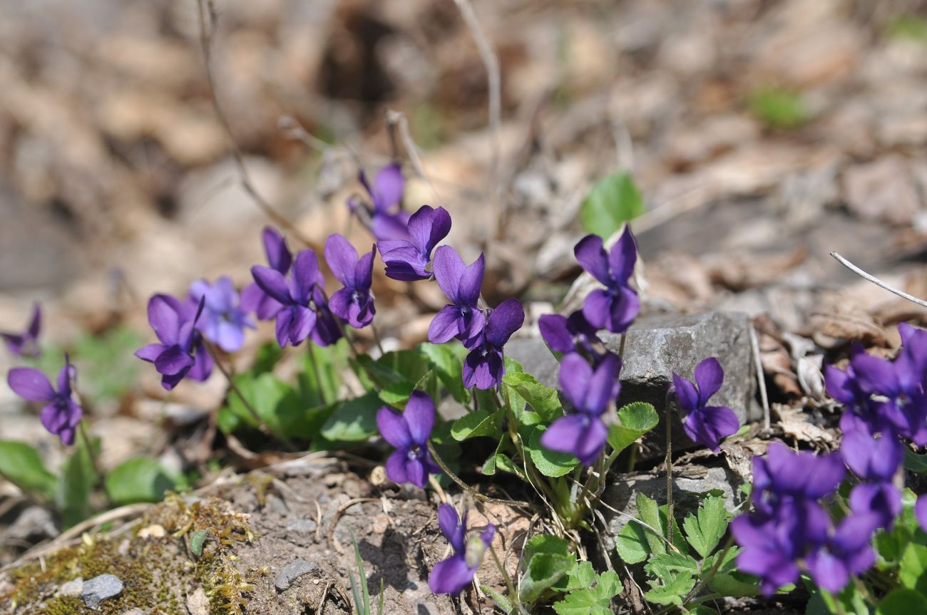 Изображение особи род Viola.