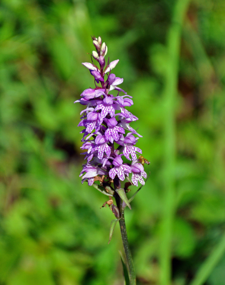 Изображение особи род Dactylorhiza.