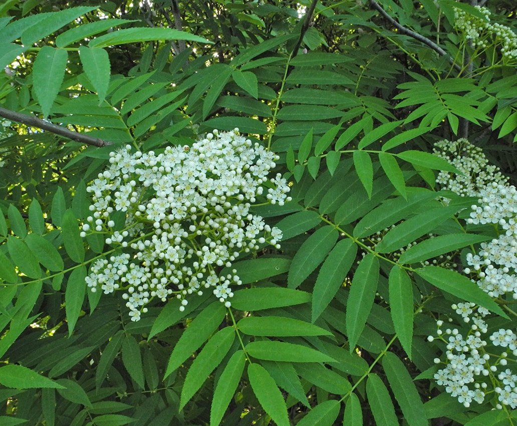 Изображение особи Sorbus commixta.