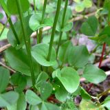 Parnassia palustris. Нижняя часть побегов. Пермский край, подножие Вогульского камня, смешанный лес, долина р. Жигалан. 30.06.2010.